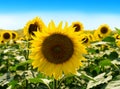 Field of sunflowers under bright sun Royalty Free Stock Photo